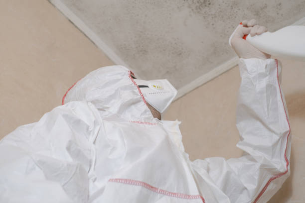 Best Commercial Mold Remediation in Durand, MI